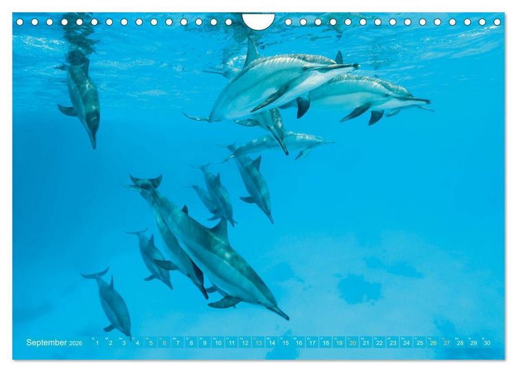 Produktbild: Planet Wasser: Von wegen Planet Erde (Wandkalender 2026 DIN A4 quer), CALVENDO Monatskalender