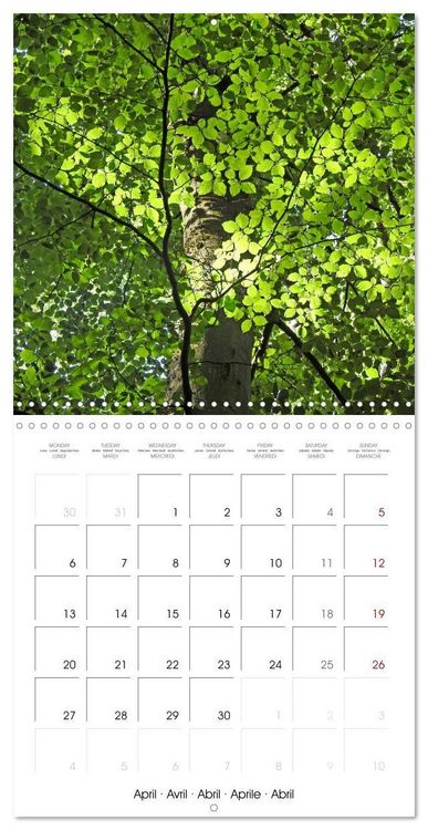 Produktbild: Habitat Forest (Wall Calendar 2026 12 &times; 12 Inch) CALVENDO 12 Month Wall Calendar