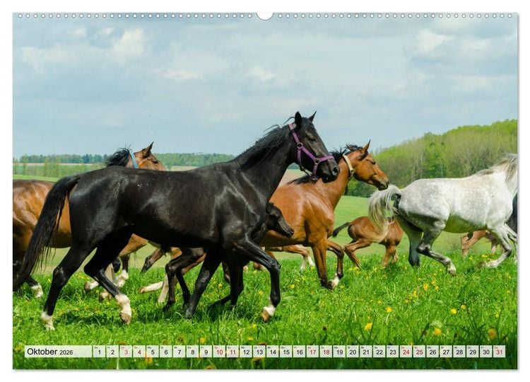 Produktbild: Edle Pferde - ausgelassen und unbeschwert (Wandkalender 2026 DIN A2 quer), CALVENDO Monatskalender