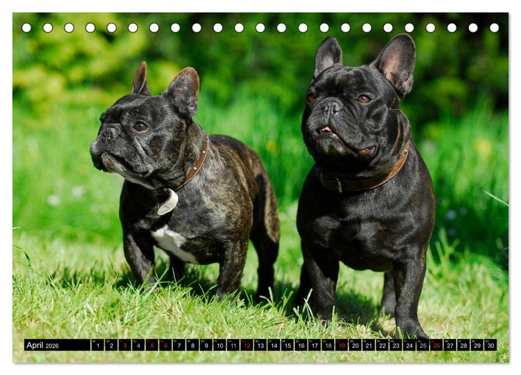Produktbild: Franz&ouml;sische Bulldogge - Clown auf 4 Pfoten (Tischkalender 2026 DIN A5 quer), CALVENDO Monatskalender