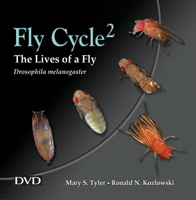 Produktbild: Tyler, M: Fly Cycle 2
