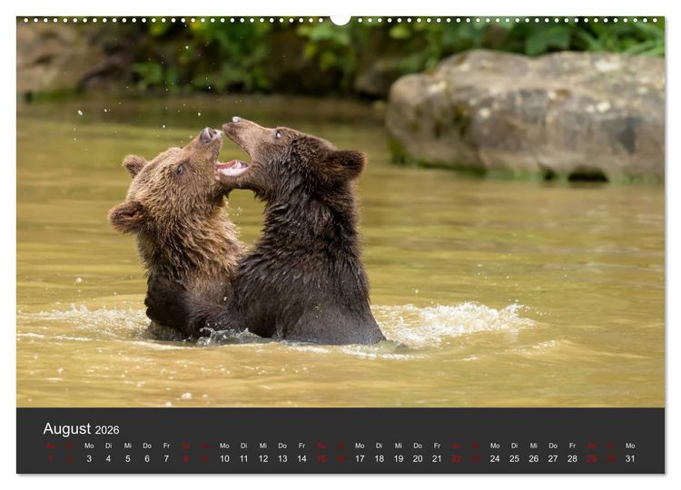 Produktbild: Die grossen B&auml;rentatzen (Wandkalender 2026 DIN A2 quer), CALVENDO Monatskalender
