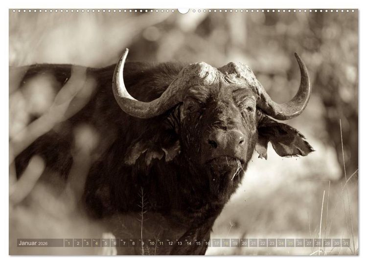 Produktbild: Botswana &ndash; Impressionen aus Afrika (hochwertiger Premium Wandkalender 2026 DIN A2 quer), Kunstdruck in Hochglanz