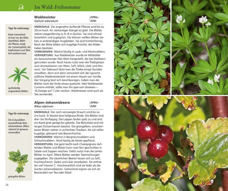 Produktbild: Essbare Wildkr&auml;uter und Wildbeeren f&uuml;r unterwegs