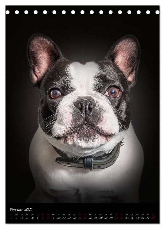 Produktbild: Hunde-Augen-Blicke (Tischkalender 2026 DIN A5 hoch), CALVENDO Monatskalender