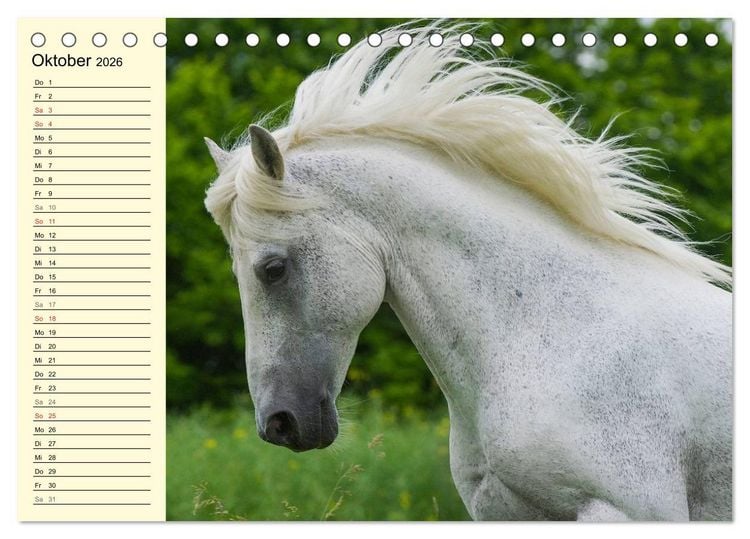Produktbild: Traumpferd Lipizzaner (Tischkalender 2026 DIN A5 quer), CALVENDO Monatskalender