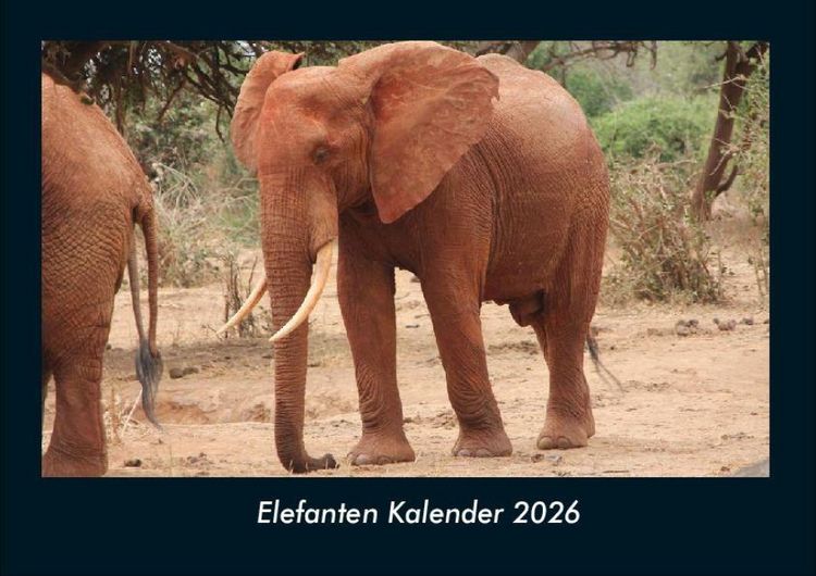 Produktbild: Elefanten Kalender 2026 Fotokalender DIN A4