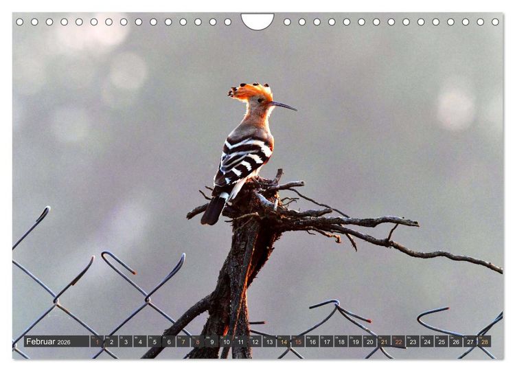 Produktbild: Tiere Indiens close up (Wandkalender 2026 DIN A4 quer), CALVENDO Monatskalender