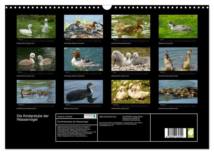 Produktbild: Die Kinderstube der Wasserv&ouml;gel (Wandkalender 2026 DIN A3 quer), CALVENDO Monatskalender
