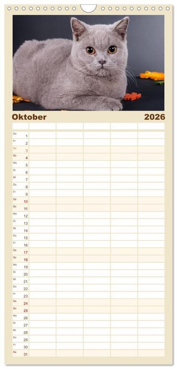 Produktbild: Familienplaner 2026 - Britisch Kurzhaar Katzen mit 5 Spalten (Wandkalender, 21 x 45 cm) CALVENDO