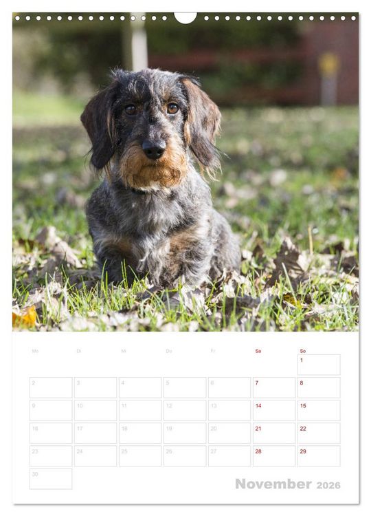 Produktbild: Der Dackel (M)ein treuer Weggef&auml;hrte (Wandkalender 2026 DIN A3 hoch), CALVENDO Monatskalender