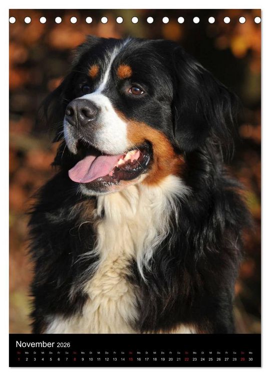 Produktbild: Berner Sennenhund 2026 (Tischkalender 2026 DIN A5 hoch), CALVENDO Monatskalender