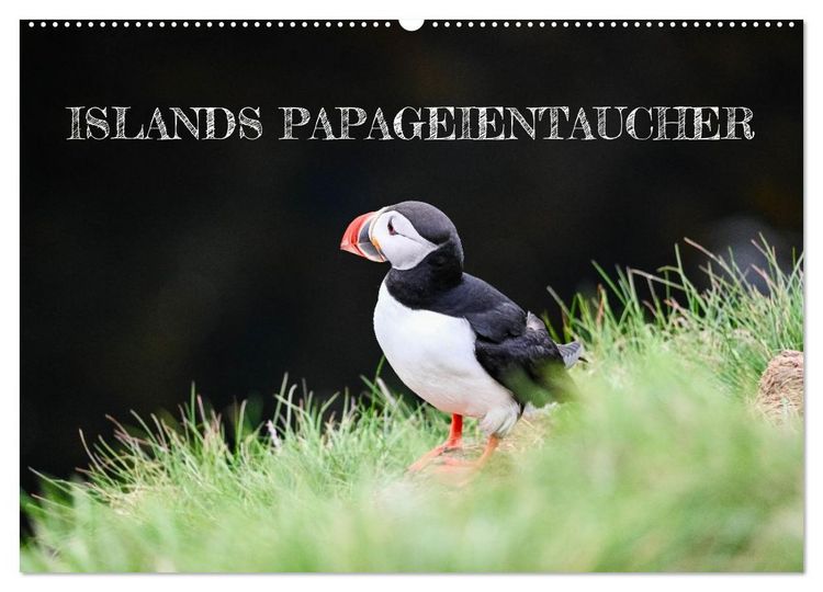 Produktbild: Islands Papageientaucher (Wandkalender 2026 DIN A2 quer), CALVENDO Monatskalender