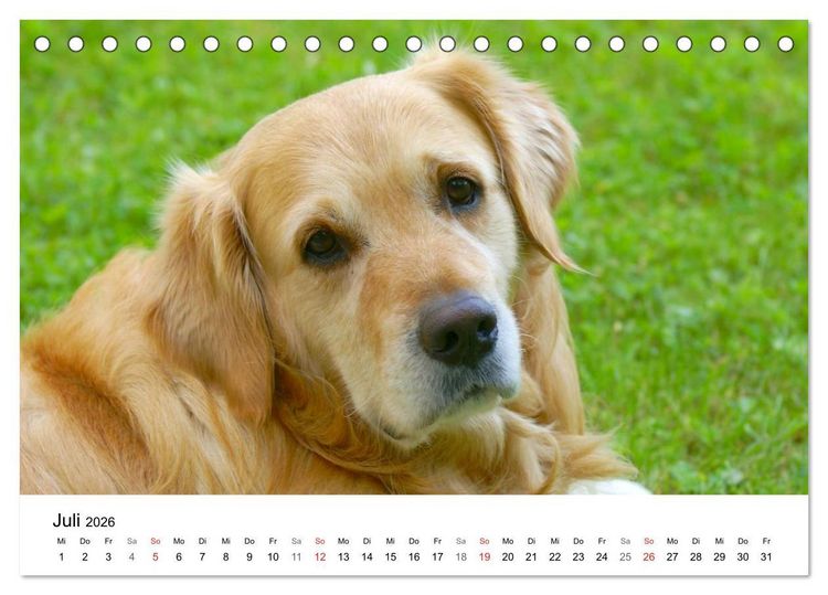 Produktbild: Golden Retriever Power (Tischkalender 2026 DIN A5 quer), CALVENDO Monatskalender