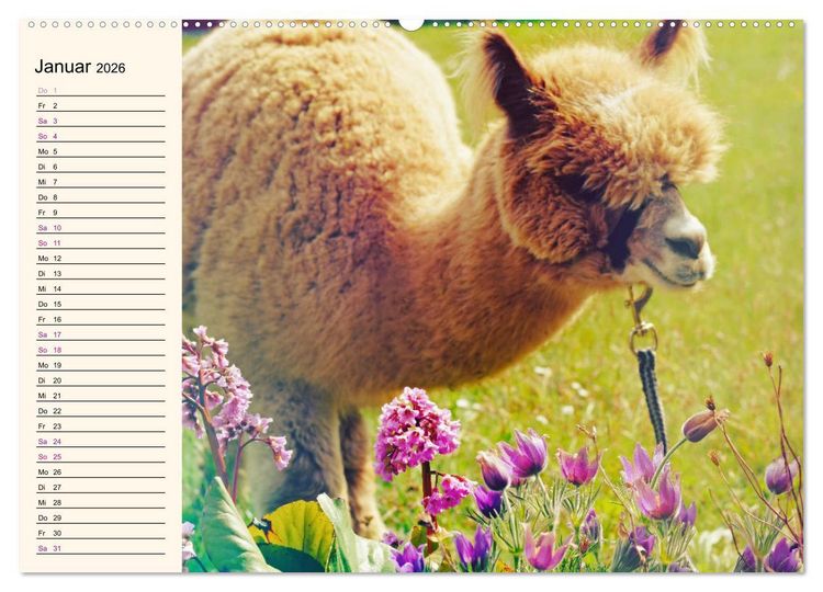 Produktbild: Alpakas im Blumenzauber (hochwertiger Premium Wandkalender 2026 DIN A2 quer), Kunstdruck in Hochglanz