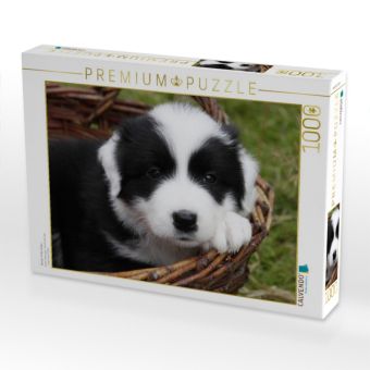 Produktbild: CALVENDO Puzzle Border Collie Welpe | 1000 Teile Lege-Gr&ouml;&szlig;e 64x48cm Foto-Puzzle f&uuml;r gl&uuml;ckliche Stunden