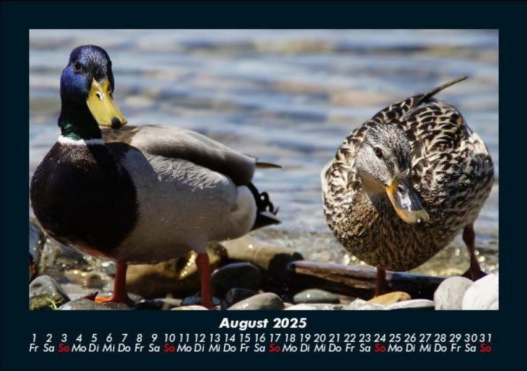 Produktbild: Enten 2025 Fotokalender DIN A5