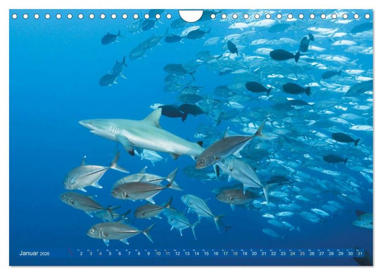 Produktbild: Tauchen: Wunderbares tiefblaues Meer (Wandkalender 2026 DIN A4 quer), CALVENDO Monatskalender