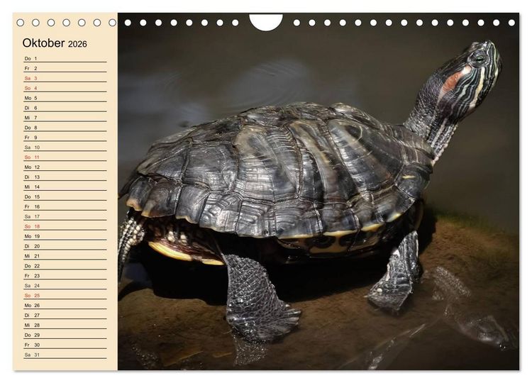 Produktbild: Reptilien. Schlangen, Echsen und Co. (Wandkalender 2026 DIN A4 quer), CALVENDO Monatskalender