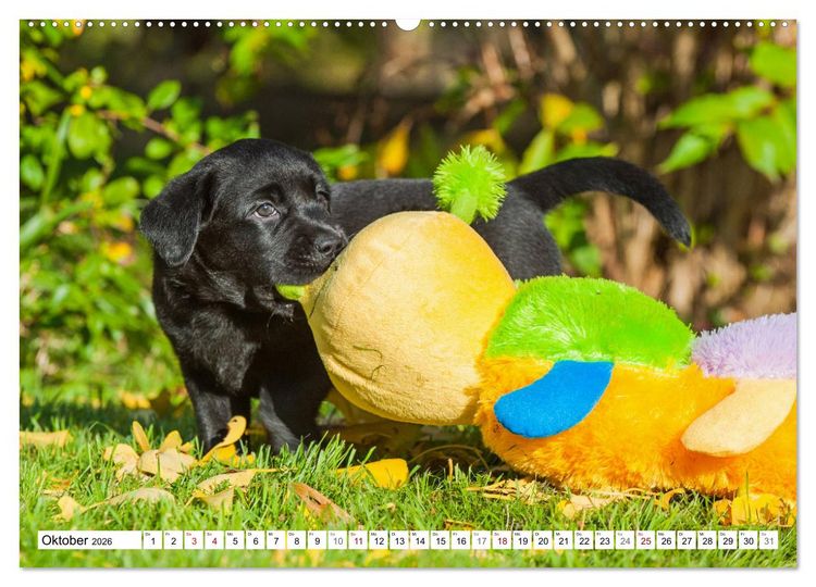 Produktbild: Freund auf 4 Pfoten - Labrador Retriever (Wandkalender 2026 DIN A2 quer), CALVENDO Monatskalender
