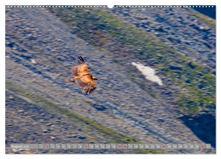 Produktbild: Wir sind die fliegenden Stars (Wandkalender 2026 DIN A2 quer), CALVENDO Monatskalender