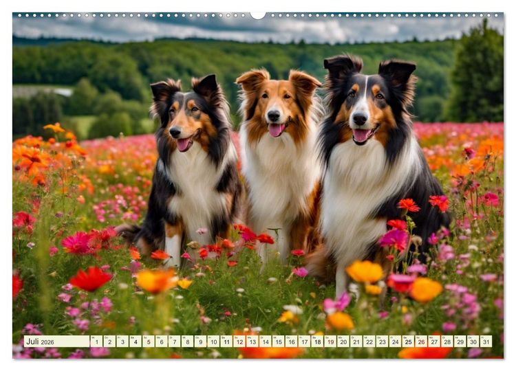 Produktbild: Traumhund Collie (hochwertiger Premium Wandkalender 2026 DIN A2 quer), Kunstdruck in Hochglanz