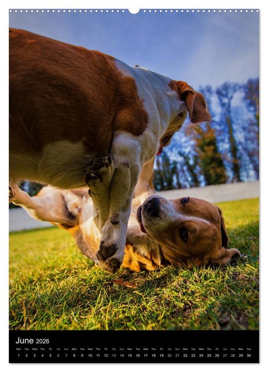Produktbild: Beagles in action (High Quality Premium Wall Calendar 2026 DIN A2 portrait),CALVENDO 12 Month Wall Calendar