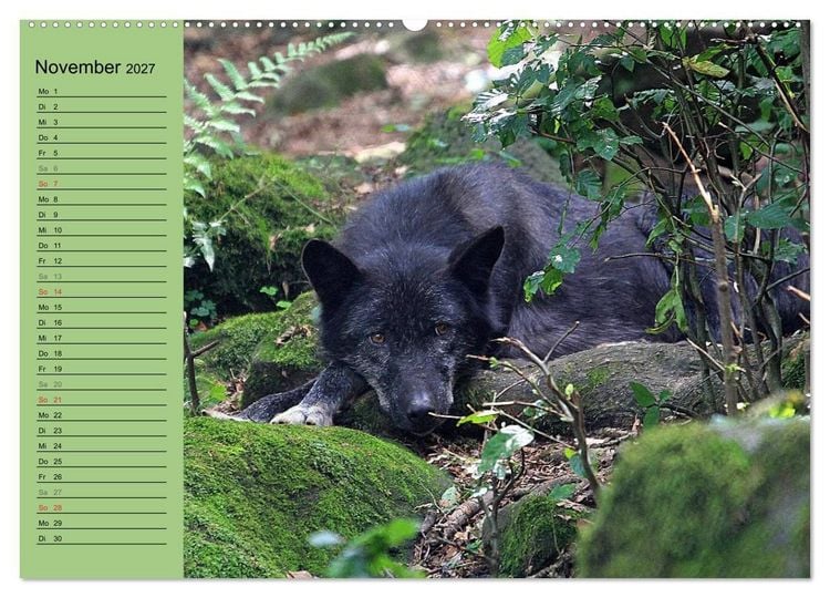 Produktbild: Im Rudel Zuhause - Der Wolf (hochwertiger Premium Wandkalender 2027 DIN A2 quer), Kunstdruck in Hochglanz