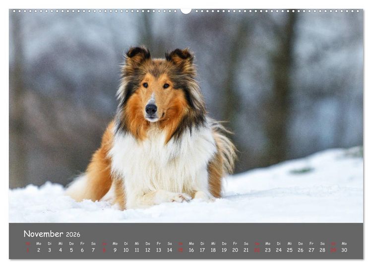 Produktbild: Einmal Collie - immer Collie (Wandkalender 2026 DIN A2 quer), CALVENDO Monatskalender