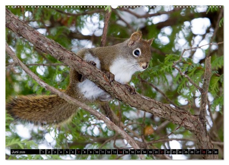 Produktbild: EICHH&Ouml;RNCHEN (hochwertiger Premium Wandkalender 2026 DIN A2 quer), Kunstdruck in Hochglanz