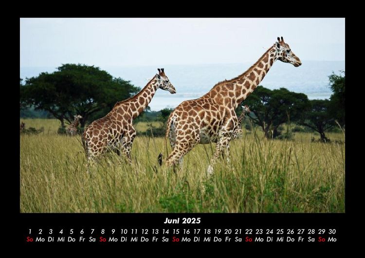 Produktbild: Giraffen 2025 Fotokalender DIN A3