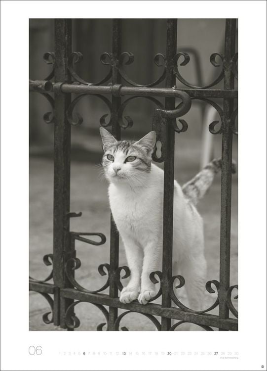 Produktbild: Cats Edition Kalender 2027