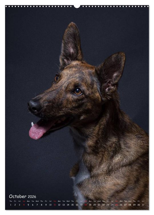 Produktbild: Dogs in Style (High Quality Premium Wall Calendar 2026 DIN A2 portrait),CALVENDO 12 Month Wall Calendar