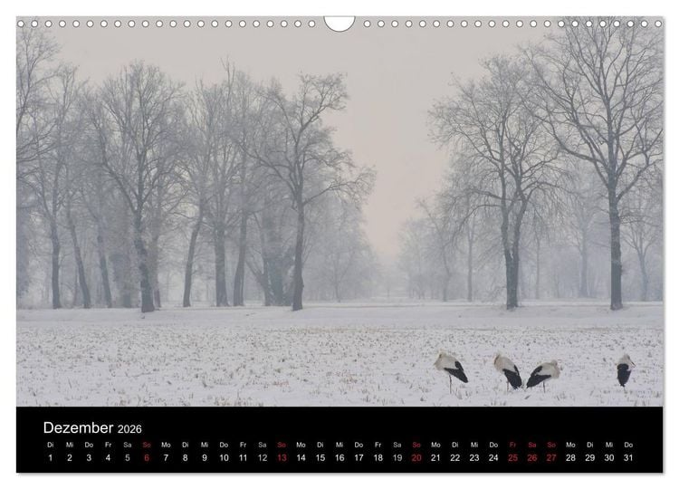 Produktbild: WILD - Tierkalender 2026 (Wandkalender 2026 DIN A3 quer), CALVENDO Monatskalender