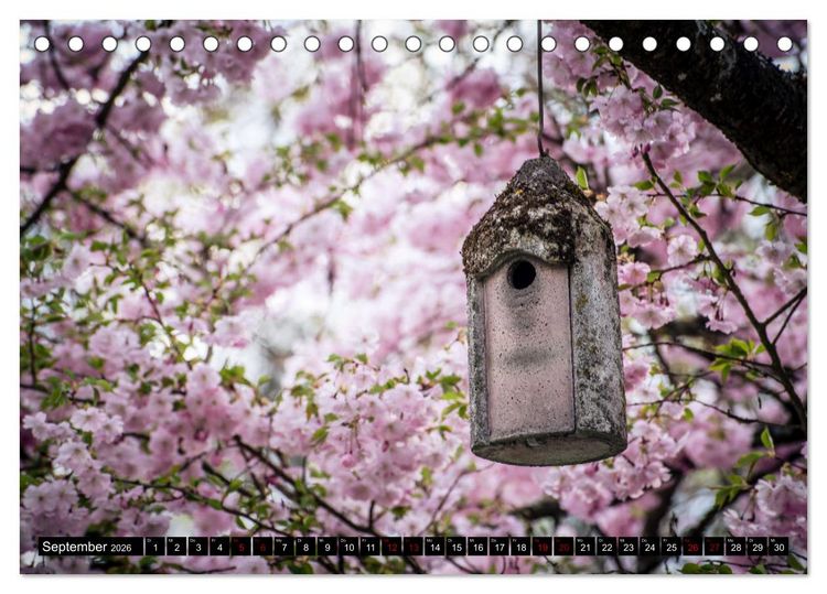 Produktbild: Fr&uuml;hlingsbl&uuml;her - Farbenpracht nach dem Winter (Tischkalender 2026 DIN A5 quer), CALVENDO Monatskalender