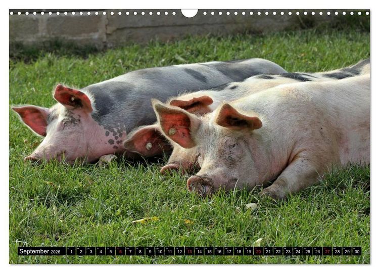 Produktbild: Der Schweinekalender (Wandkalender 2026 DIN A3 quer), CALVENDO Monatskalender