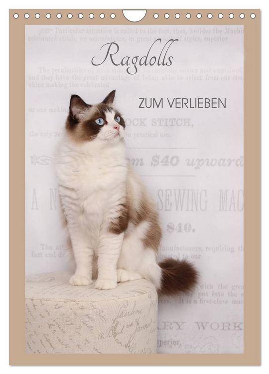 Produktbild: Ragdolls zum Verlieben (Wandkalender 2026 DIN A4 hoch), CALVENDO Monatskalender