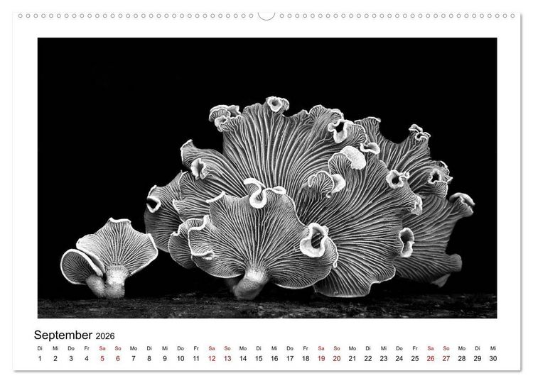 Produktbild: Die grafische Sch&ouml;nheit der Pflanzen &ndash; Schwarz-Wei&szlig; (Wandkalender 2026 DIN A2 quer), CALVENDO Monatskalender