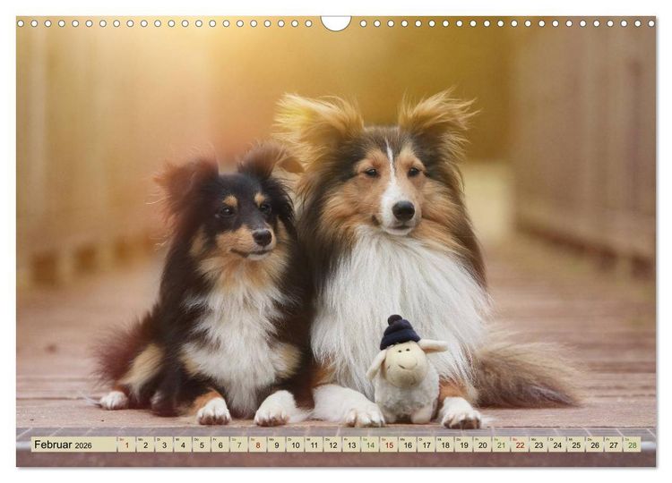 Produktbild: SHELTIES Liebe auf 4 Pfoten (Wandkalender 2026 DIN A3 quer), CALVENDO Monatskalender