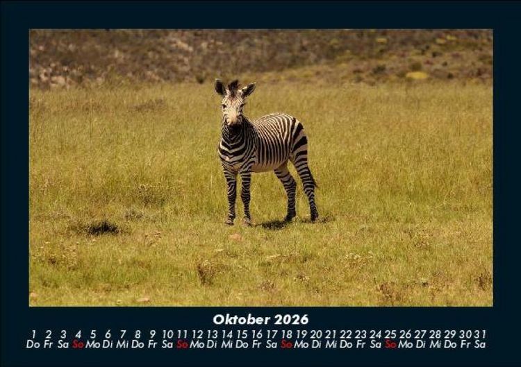Produktbild: Zebrazauber 2026 Fotokalender DIN A5