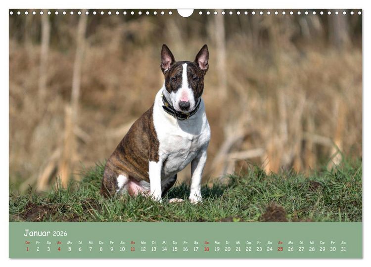 Produktbild: Einmal Bullterrier - immer Bullterrier (Wandkalender 2026 DIN A3 quer), CALVENDO Monatskalender