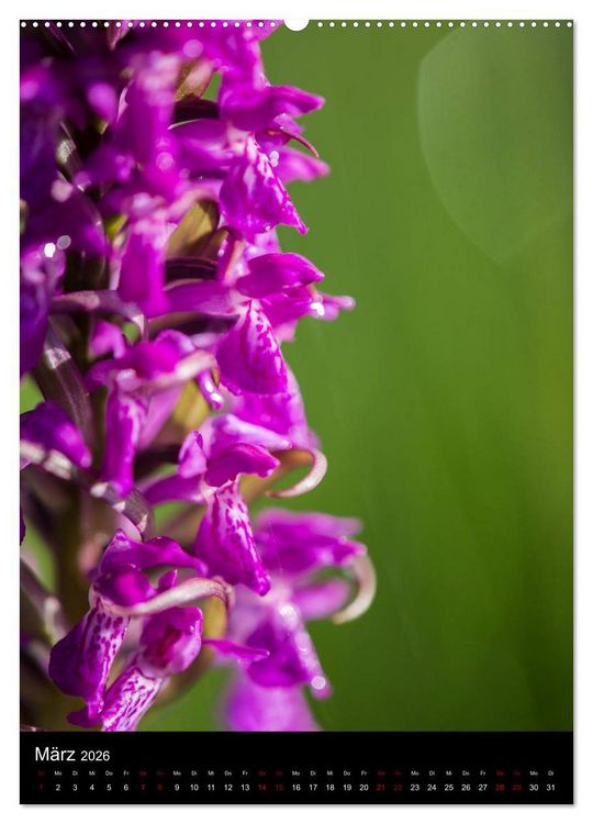 Produktbild: Im richtigen Licht: Wilde Orchideen in S&uuml;dbayern (hochwertiger Premium Wandkalender 2026 DIN A2 hoch), Kunstdruck in Hochglanz