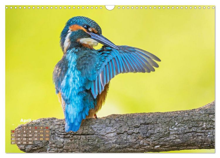 Produktbild: V&ouml;gel in unserer Heimat: Kiebitz, Wiedehopf und Turteltaube (Wandkalender 2026 DIN A3 quer), CALVENDO Monatskalender