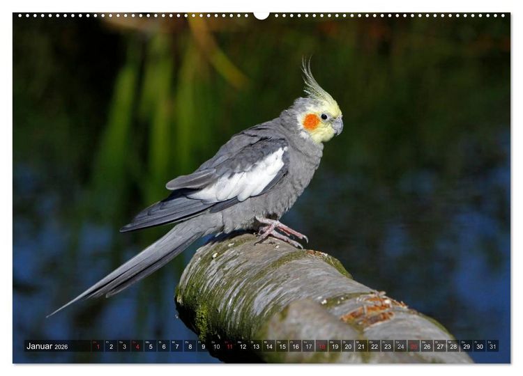 Produktbild: Nymphensittiche (hochwertiger Premium Wandkalender 2026 DIN A2 quer), Kunstdruck in Hochglanz