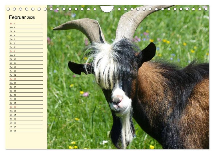 Produktbild: Ziegen. Lustige Ausbruchsk&uuml;nstler (Wandkalender 2026 DIN A4 quer), CALVENDO Monatskalender