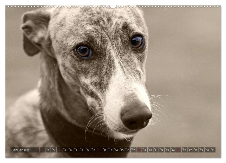 Produktbild: Galgo eye-catcher (hochwertiger Premium Wandkalender 2026 DIN A2 quer), Kunstdruck in Hochglanz