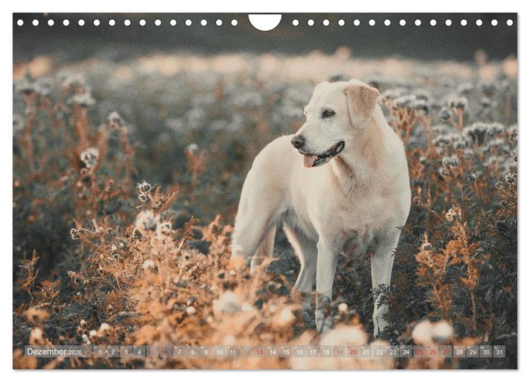 Produktbild: Faszination Labrador - gelb, foxred, schwarz (Wandkalender 2026 DIN A4 quer), CALVENDO Monatskalender