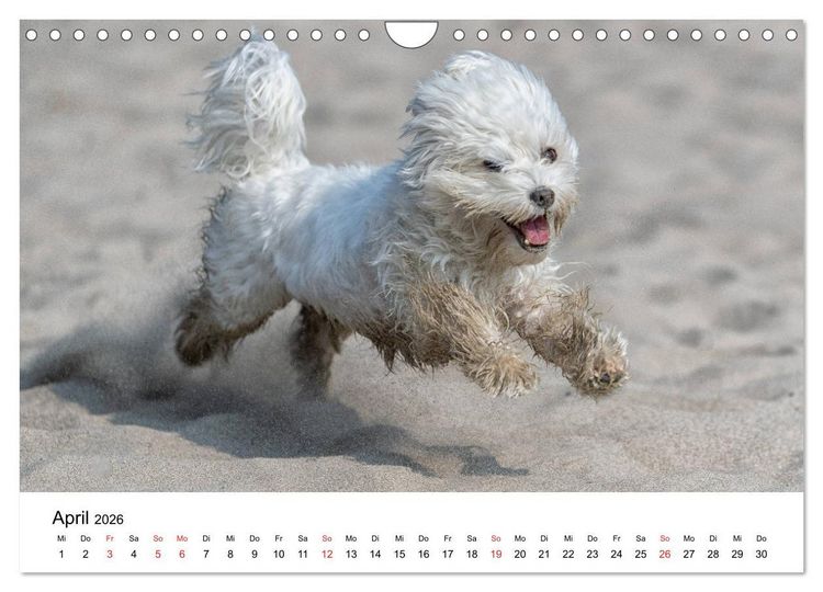 Produktbild: Moritz, der freche Malteser (Wandkalender 2026 DIN A4 quer), CALVENDO Monatskalender
