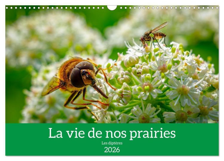 Produktbild: La vie de nos prairies - Les dipt&egrave;res (Calendrier mural 2026 DIN A3 vertical), CALVENDO calendrier mensuel