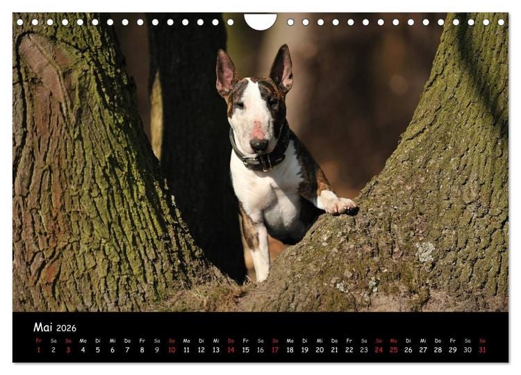 Produktbild: Bullterrier? Was sonst! (Wandkalender 2026 DIN A4 quer), CALVENDO Monatskalender